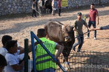 Muğla'nın Bodrum ilçesinde "4. Boğa Güreşleri Festivali"