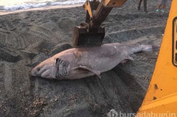 İzmir'de 3 metre uzunluğundaki köpek balığı karaya vurdu