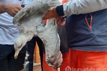 Martıya işkence!