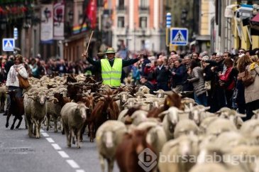 Madrid'de koyunlar şehre indi