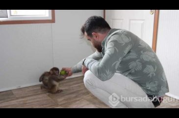 Sınır kapısında ele geçirilen maymunlar koruma altında