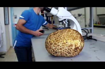 3 kilo 116 gram ağırlığında mantar bulundu
