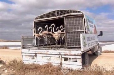 20 yavru flamingoyu satamadan yakalandı