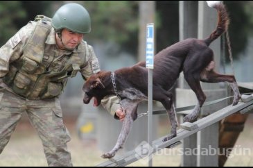 Sınır ötesi operasyonlarında yerli ırk köpek
