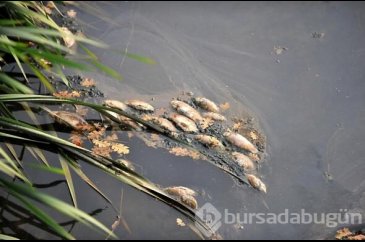 Bursa'daki korkutan görüntü ile ilgili valilikten açıklama geldi