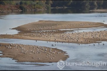 Meriç Nehri'nde kum adacıkları oluştu!