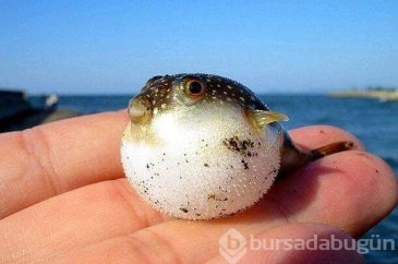 Dünyanın en tehlikeli besinleri
