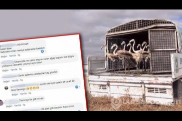 Flamingo satarken yakalanmıştı!