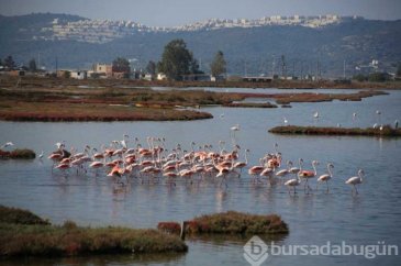 Tuzla Sulak Alanı'na flamingo akını!