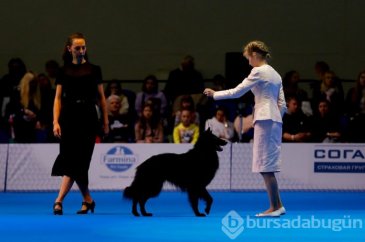 Köpek fuarına 34 ülkeden 9 bini aşkın köpek katıldı