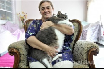 Kediyi görenler aslan yavrusu sanıyor!