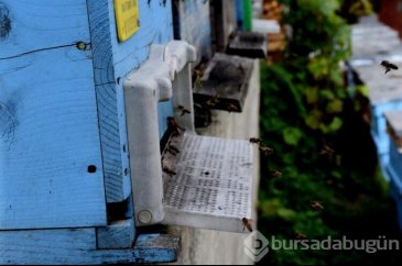 Türkülere konu olan 'Ağasar balı' gün yüzüne çıkarılıyor
