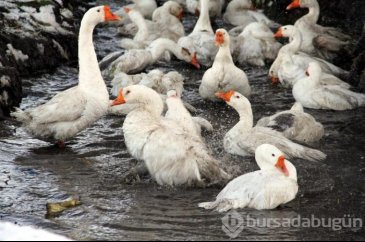 Karın yağmasıyla birlikte kazlar kesilmeye başlandı