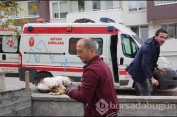 Bolu'da akılalmaz canilik!