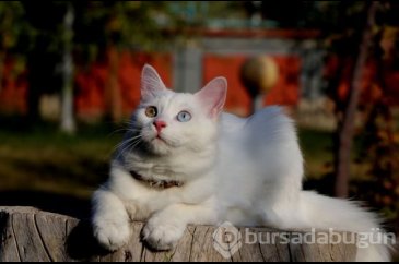 Dünyaya güzelliğini kanıtlayan 'Van Kedisi' 