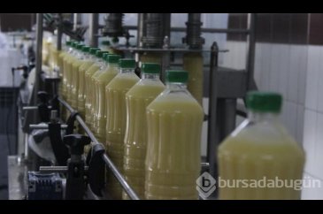 Bursa'da bozanın meyvelisini ürettiler