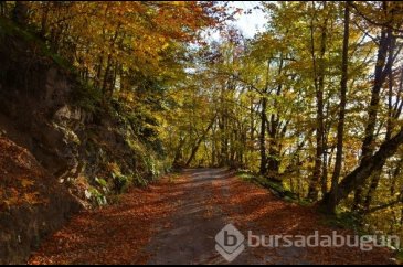 Yenice Ormanlarında sonbahar cümbüşü
