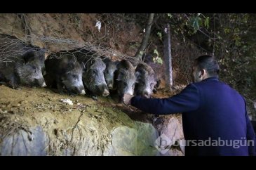 Sarıyerli vatandaşlar yaban domuzu besliyor!