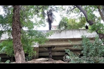 Ağaçlar zarar görmesin diye beton köprüyü deldiler