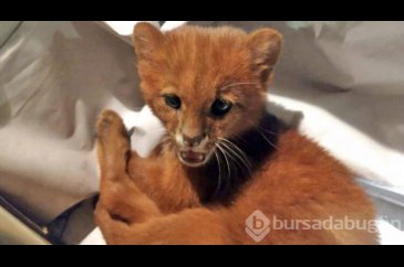 Eve getirdiği kedi yavruları puma çıktı