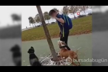 İnsanlık dışı görüntüler! Kediyi ağaçtan indirdi...