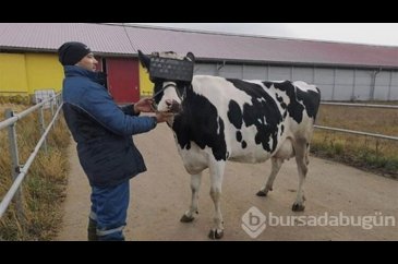 Sanal gerçeklik gözlüğü takılan ineklerin süt kalitesi yükseliyor!