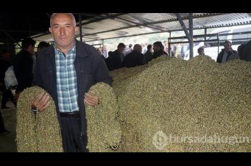 Daldayken ucuz, ipe dizilince ise 'altın' değerinde