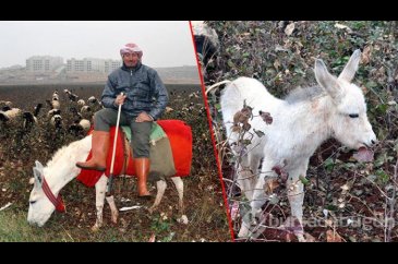 Beyaz eşeklerin sayısı 108'e yükseldi