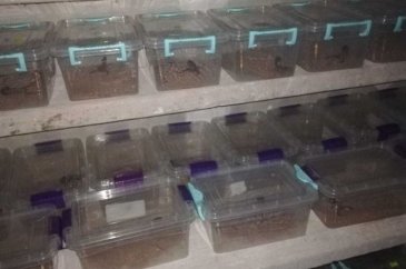 Evinde 217 akrep ele geçirilen kişiye ceza verildi