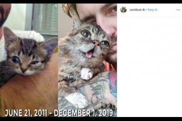 Fenomen kedi Lil Bub öldü