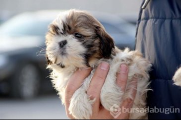Karton kutularda 14 köpek yavrusu bulundu