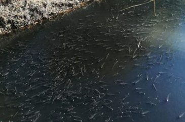 Oksijensiz kalan balıklar derede can çekişti