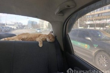 Ukrayna'nın kedili taksisi!