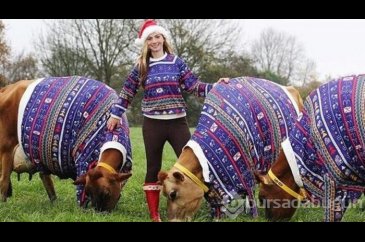 İneklere noel hediyesi