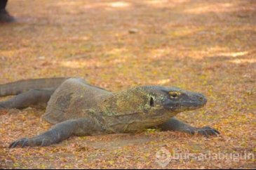 Komodo Ulusal Parkı