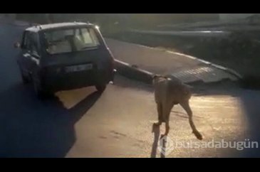 Köpeği arabasına bağlayıp, yol boyunca koşturdu!