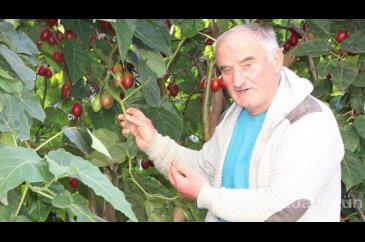 Tamarillo meyvesini Rize'de satıyor