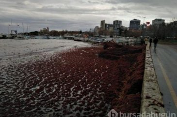 Caddebostan Sahili kızıla büründü