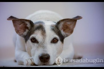 Köpeğinizi veterinere götürmeniz için 10 işaret