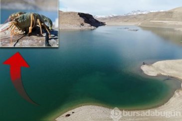 Van Gölü Havzası'nda 600 bin yıl sonra ilk kez görüntülendi!