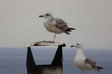 Bu martıyı görenler hemen fotoğrafını çekti