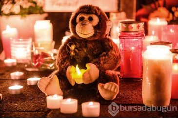 Krefeld ölen hayvanlar için yasta