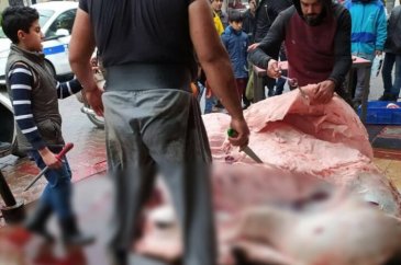 Sokakta deve kesimi işkenceye döndü!