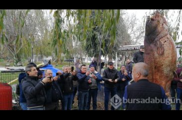 Bursa'nın İznik ilçesinde dev yayın balığını görmek için akın ettiler