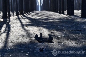 Avustralya'daki yangında son durum ne?