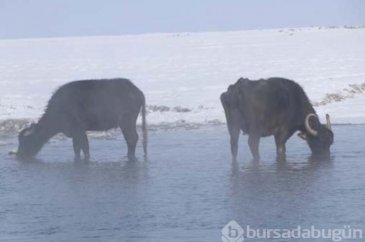 Mandalar gölün dibindeki yosunlarla besleniyor