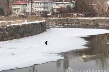 Kars Çayı'nda mahsur kalan köpek kurtarıldı