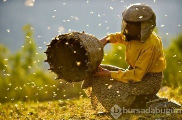 İki dalda Oscar adayı Bal Ülkesi hakkında bilmeniz gerekenler 