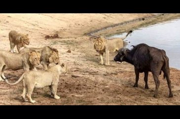 Bufalonun hayrete düşüren mücadelesi