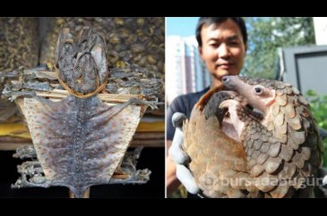 Koronavirüs pangolinden yayılmış olabilir!
